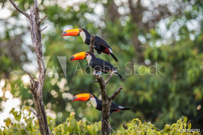 Picture of Tukan in Brasilien